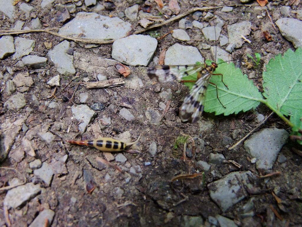 Mistero Panorpa: attacco fungino